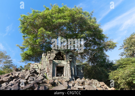 Banians sur ruines au temple Beng Mealea, Cambodge Banque D'Images