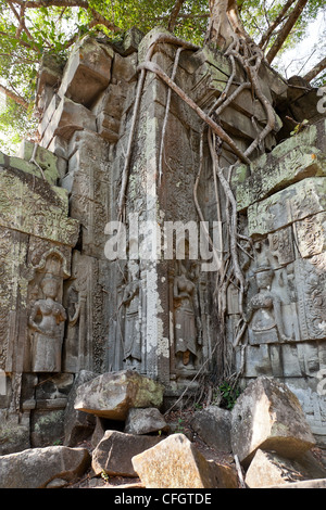 Banians sur ruines au temple Beng Mealea, Cambodge Banque D'Images