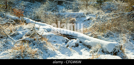 La neige, avec les grands froids de la mi-hiver de l'AONB Cannock Chase (région de beauté naturelle exceptionnelle) dans le Staffordshire England UK Banque D'Images