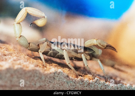 Scorpion Banque D'Images