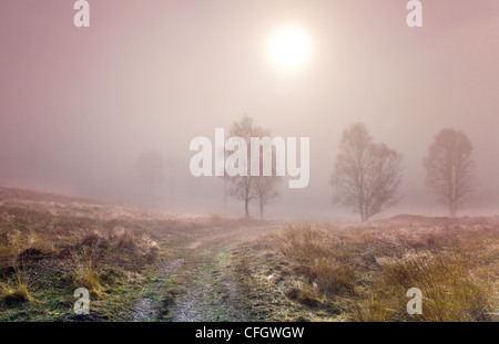Les bouleaux Morning Mist sur Cannock Chase AONB (région de beauté naturelle exceptionnelle) dans le Staffordshire Midlands England UK Banque D'Images