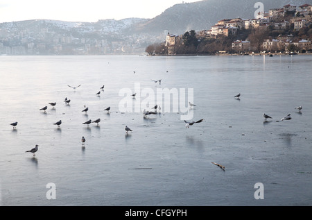 Les oiseaux sur le lac gelé Banque D'Images