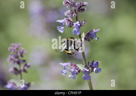 Bourdon sur fleur pédonculées en tenant le pollen Banque D'Images