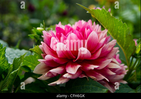 Dahlia rose avec leafs Banque D'Images