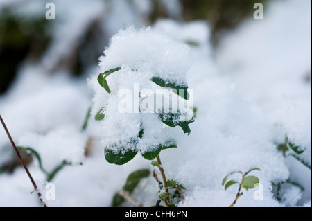 Cowberryplants d'airelles ou recouverts de neige en Turku, Finlande, de Ruissalo Banque D'Images