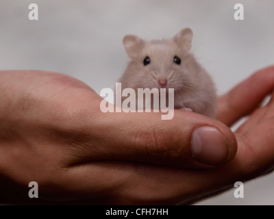 Hamster nain de Russie Banque D'Images