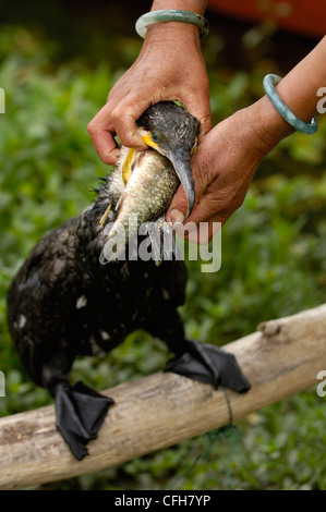 Bai pêcheur de cormorans sur le Lac Erhai, Dali, Yunnan, Chine Banque D'Images