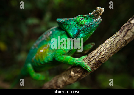 Parsons chameleon escalade mâle dans la vigne, la forêt tropicale du Parc National Parc Mantadia- Andasibe, Madagascar. Banque D'Images