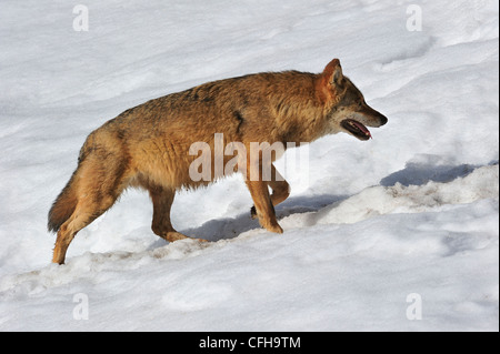 European / loup gris (Canis lupus) marcher dans la neige en hiver, le Parc National de la forêt bavaroise, Allemagne Banque D'Images