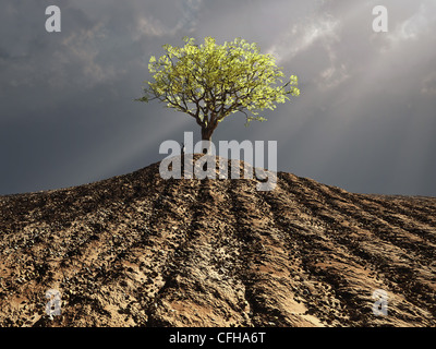 Lonely tree au milieu de champ labouré Banque D'Images