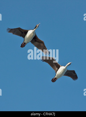 Roi ou impériale (Phalacrocorax atriceps) Cormorans en vol, le Canal de Beagle, l'Argentine, l'Amérique du Sud Banque D'Images