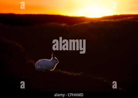 Lièvre au coucher du soleil avec manteau blanc qu'il se développe pendant l'hiver. Kinder Scout, parc national de Peak District, Derbyshire Banque D'Images