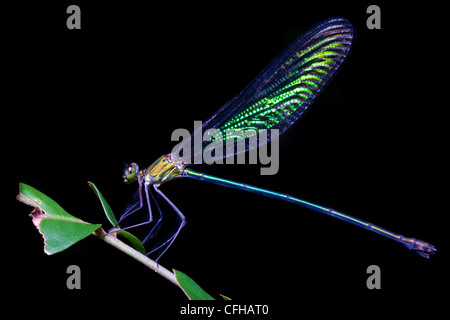 Demoiselle iridescente sur la végétation au repos dans la nuit dans la forêt tropicale. Le Parc National de la péninsule de Masoala, à Madagascar Banque D'Images