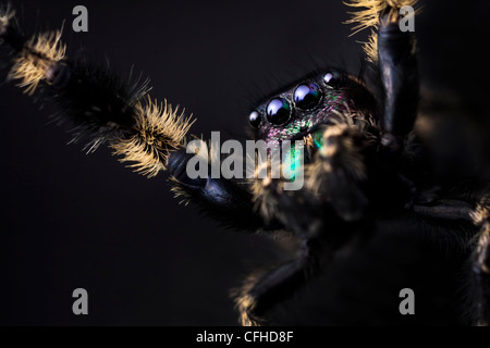 Canopy Thomisidae homme captif, originaire d'Amérique du Nord. Taille  < 1cm Banque D'Images