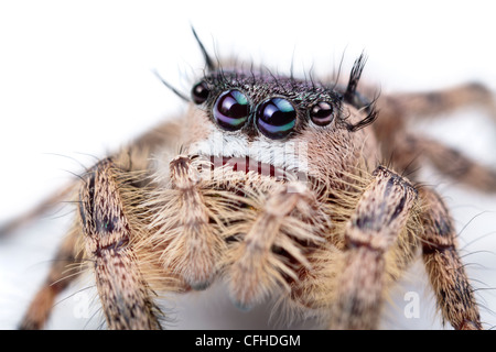 Canopy Thomisidae femme captive, originaires d'Amérique du Nord. Taille  < 1cm Banque D'Images