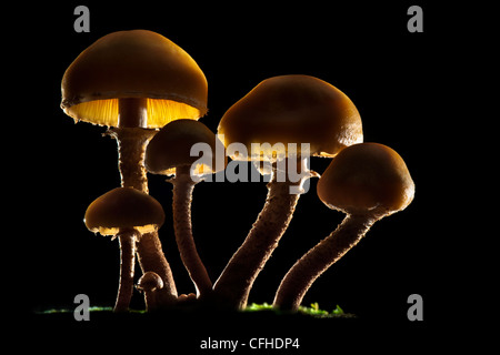 Ragoût de champignon brun rétroéclairées. Tirol, Alpes autrichiennes Banque D'Images