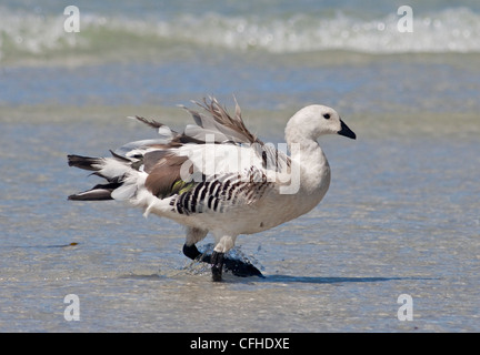 Les hautes terres ou Magellan Goose ( chloephaga picta mâle ), l'Île Saunders, Falklands Banque D'Images