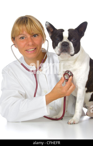 Femme médecin vétérinaire avec chien boston terrier Banque D'Images