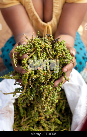 Cambodge : poivre plantes Banque D'Images