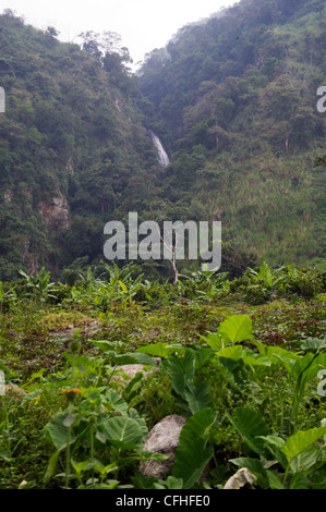 Cascade dans les Monts Rwenzori près de Bundibugyo, à l'ouest de l'Ouganda. Banque D'Images