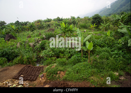 Monts Rwenzori près de Bundibugyo, à l'ouest de l'Ouganda. Banque D'Images