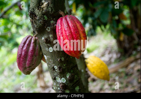 Les cabosses de cacao se suspendre à leur arbre sur une ferme dans le Rwenzori Mountains près de Bundibugyo, à l'ouest de l'Ouganda. Banque D'Images