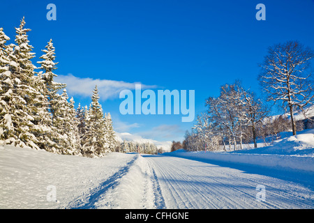 Route bordée d'arbre couvert de neige 91 Troms Norvège du Nord Scandinavie Europe Banque D'Images