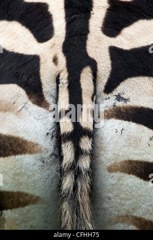 Zebra close up, Cantabria, ESPAGNE Banque D'Images