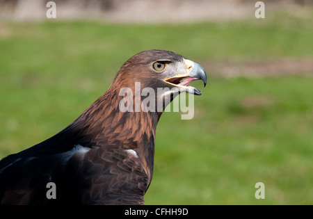 D'une tête et d'épaule d'un golden eagle Banque D'Images