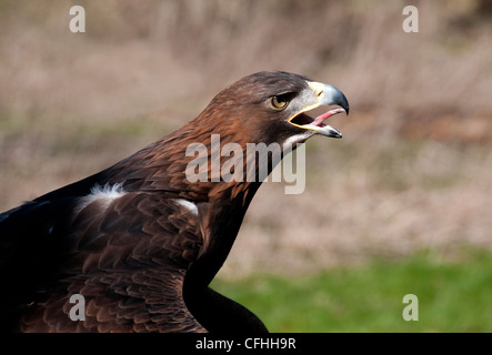 D'une tête et d'épaule d'un golden eagle Banque D'Images