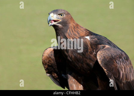 D'une tête et d'épaule d'un golden eagle Banque D'Images