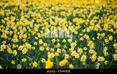 Les jonquilles poussant dans les Cornouailles. Banque D'Images