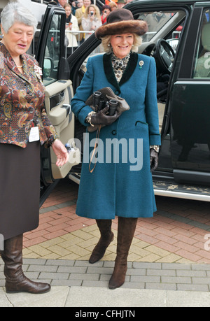 Camilla duchesse de Cornouailles à la deuxième journée de la Gold Cup de Cheltenham Festival l'Hippodrome de Cheltenham Glos Banque D'Images