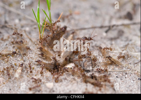 Les fourmis ailées au sujet de voler avec l'aide de nids de fourmis Banque D'Images