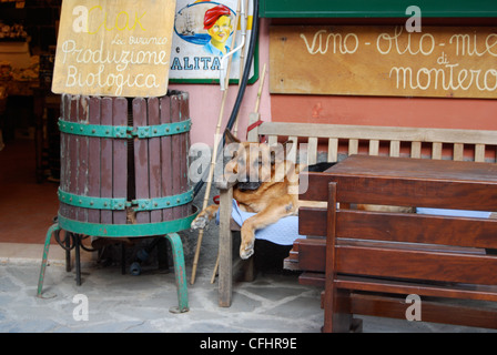 Berger allemand dans la région de Cinque Terre, Italie Banque D'Images