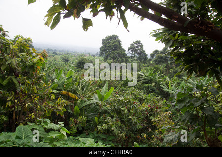 Dans la ferme des Monts Rwenzori près de Bundibugyo, à l'ouest de l'Ouganda. Banque D'Images