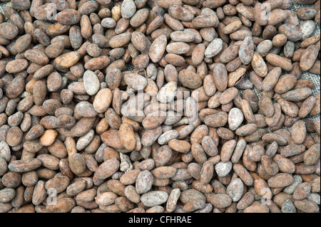 Les fèves de cacao séchant au soleil à Bundibugyo, dans l'ouest de l'Ouganda. Banque D'Images