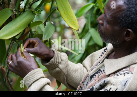 Un agriculteur fertilise les fleurs de vanille sur sa ferme dans les Monts Rwenzori près de Bundibugyo, Ouganda. Banque D'Images