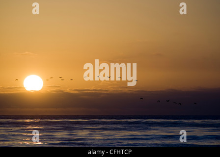 Les pélicans voler dans la forme sur l'océan Pacifique au coucher du soleil, San Diego, Californie. © Craig M. Eisenberg Banque D'Images