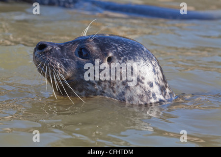 Ou COMMUN PHOQUE COMMUN (Phoco vitulina). La natation. Tête avec des organes sensoriels, les yeux, les oreilles et les narines, juste au-dessus de l'eau. Banque D'Images