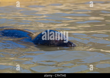 Ou COMMUN PHOQUE COMMUN (Phoco vitulina). La natation. Tête avec des organes sensoriels, les yeux, les oreilles et les narines, sur la ligne d'eau. Banque D'Images