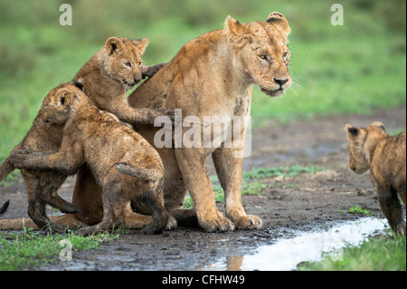 Femme lion africain avec 4 mois d'oursons, Grand Marais, Ndutu Serengeti, Tanzanie, Banque D'Images