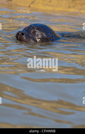 Ou commun Phoque commun (Phoca vitulina). Dans l'eau, chef profil, narines ouvertes. Homme ou taureau. Banque D'Images