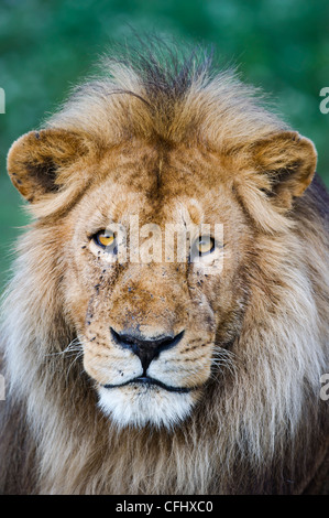 African Lion mâle au marais Big, Ndutu Ngorongoro, en Tanzanie, Banque D'Images