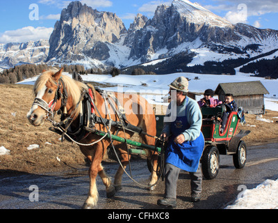 Transport de chevaux Haflinger, Alpe di Siusi / Alpe di Siusi, le Tyrol du Sud, Italie. Vue de Mont Langkofel / Sassolungo. Banque D'Images