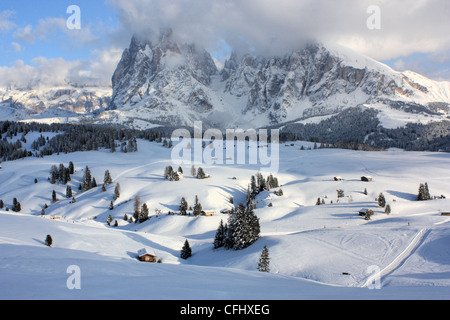 Mont Langkofel / Sassolungo, Alpe di Siusi / Alpe di Siusi, le Tyrol du Sud, Italie Banque D'Images