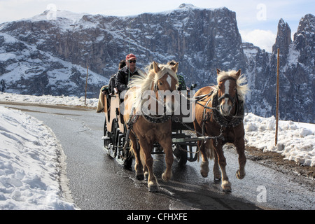 Transport de chevaux Haflinger en face du Mont Schlern / Sciliar, Alpe di Siusi / Alpe di Siusi, le Tyrol du Sud, Italie Banque D'Images