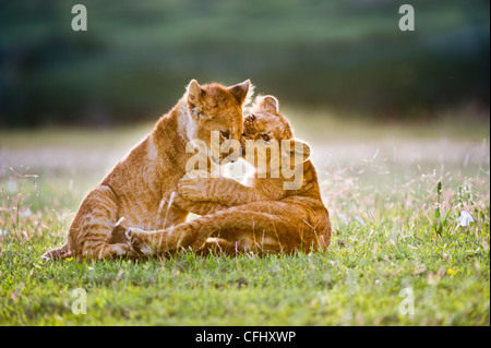 L'African Lion cubs environ 4 mois cub jouer ensemble, Grand Marais, Ngorongoro, en Tanzanie Banque D'Images