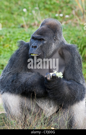 Silverback gorilla de manger un repas de feuilles de chou dans le zoo Banque D'Images