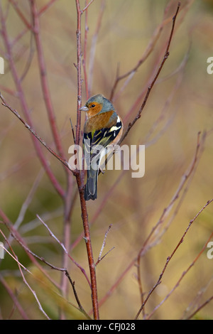 Chaffinch Fringilla coelebs mâle en hiver sur des gaulis de bouleau Banque D'Images